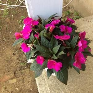 Meet your Posher, Laurie